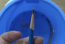 素描教程【40.7GB】-学吧网